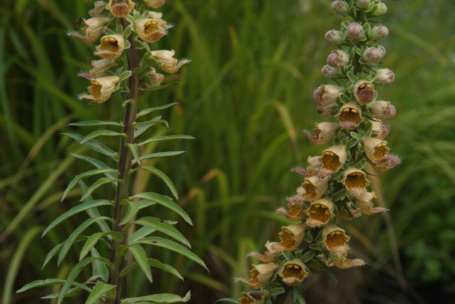 Digitalis ferruginea  bestellen